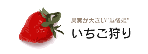 果実が大きい“越後姫”いちご狩り